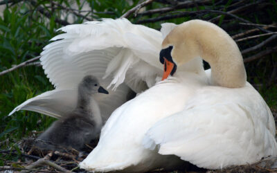 Mother swan gently shelters her cygnet